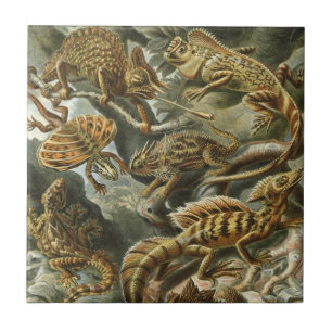 Lagartos por Ernst Haeckel Lacertilia Animal Vinta