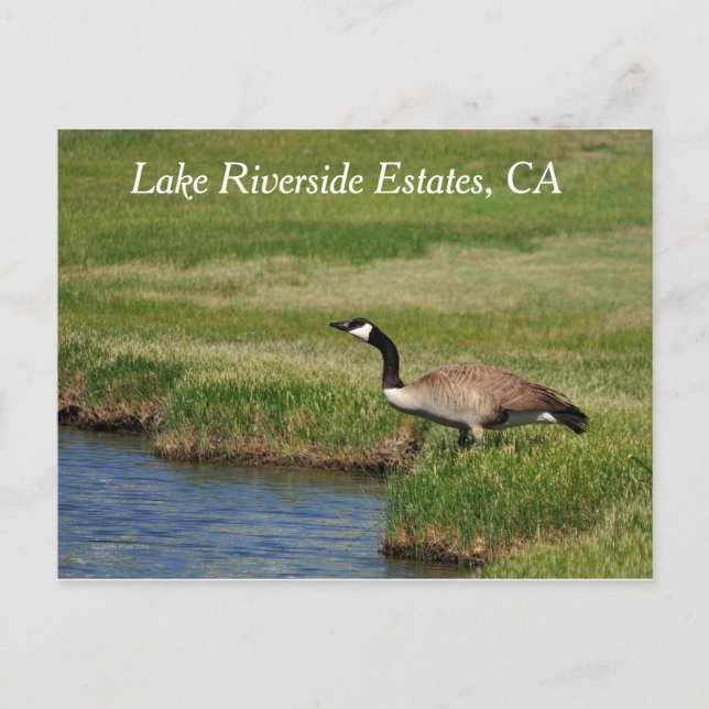 Lago Riverside Estates, CA Cartão postal (Frente)