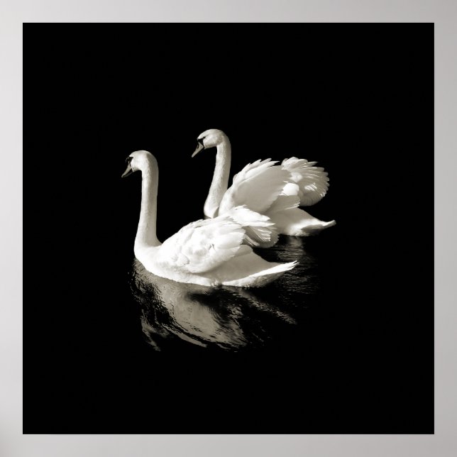 Lago Swan - poster preto e branco (Frente)