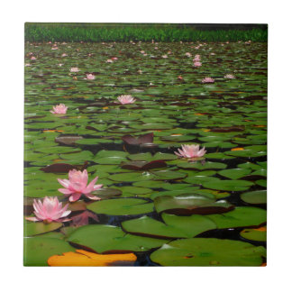 Lagoa de flor de lírio, de água doce, rosa