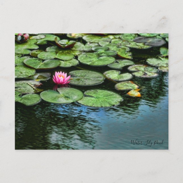 Lagoa de Nenúfares: Cartão Postal (Frente)