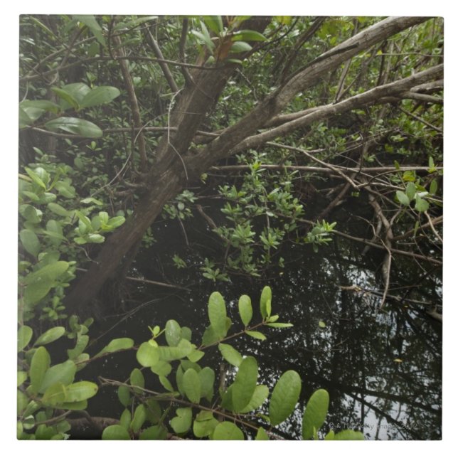 Lagoa tropical de sal (Frente)