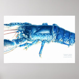 Lagosta comum impressão de arte de cor azul-água