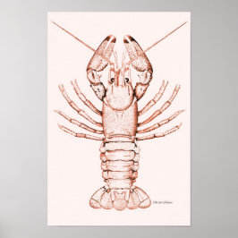 Lagosta Poster ~ River Cray Fish