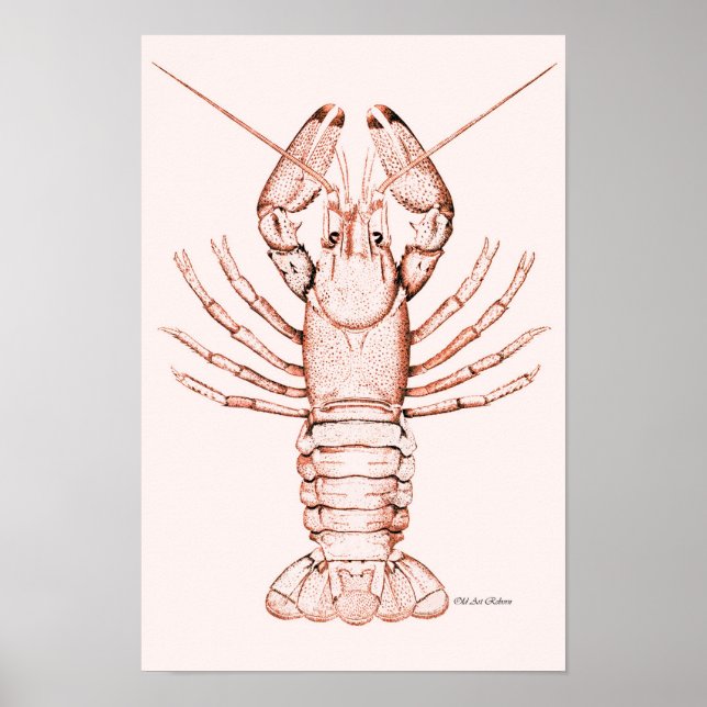 Lagosta Poster ~ River Cray Fish (Frente)