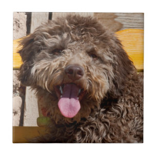 Lagotto Romagnolo Deitado Em Uma Bancada De Madeir