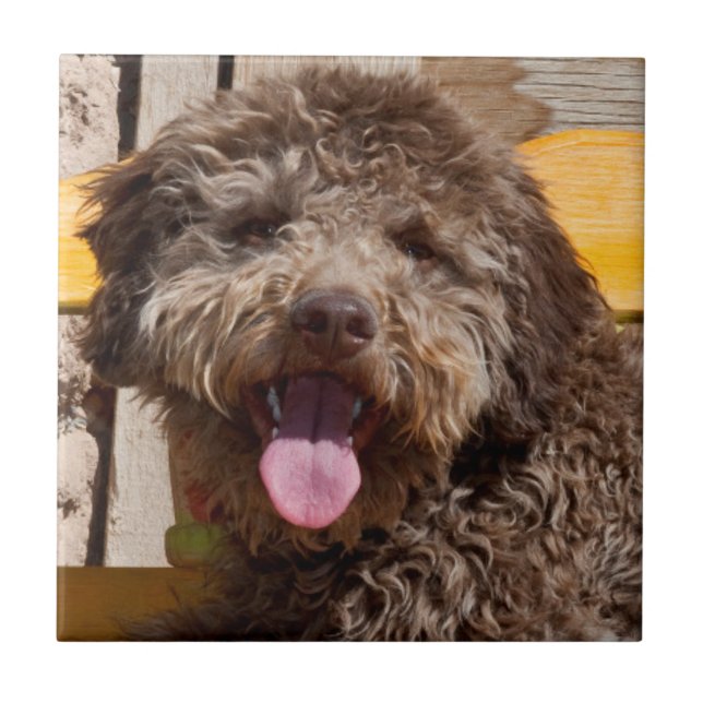 Lagotto Romagnolo Deitado Em Uma Bancada De Madeir (Frente)