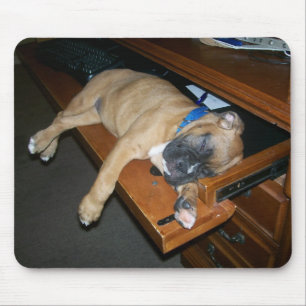Laila que dorme no mousepad da mesa do computador