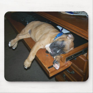 Laila que dorme no mousepad da mesa do computador