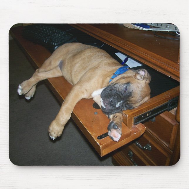 Laila que dorme no mousepad da mesa do computador (Frente)