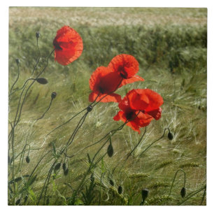 Lajota com Klatschmohn 02