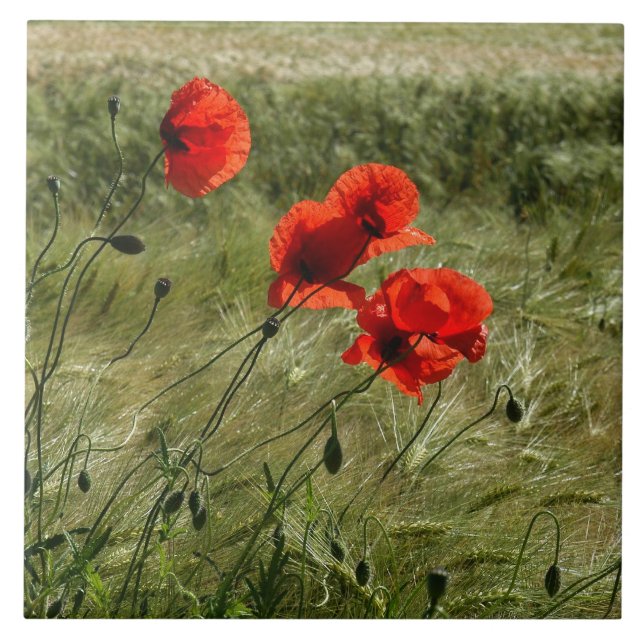 Lajota com Klatschmohn 02 (Frente)