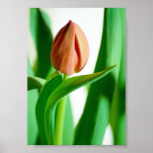 lala Impressão de Tulipa
