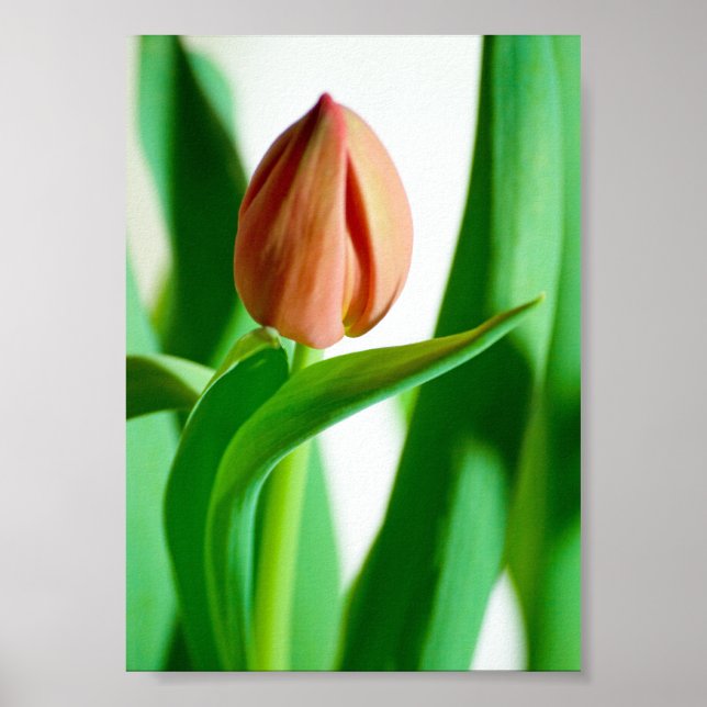 lala Impressão de Tulipa (Frente)