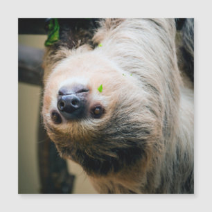 Lama 001