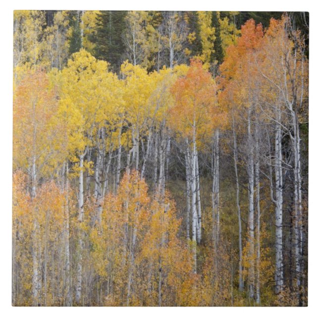 Lambert Hollow, árvores de aspen (Frente)