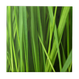 Lâminas de gramíneas