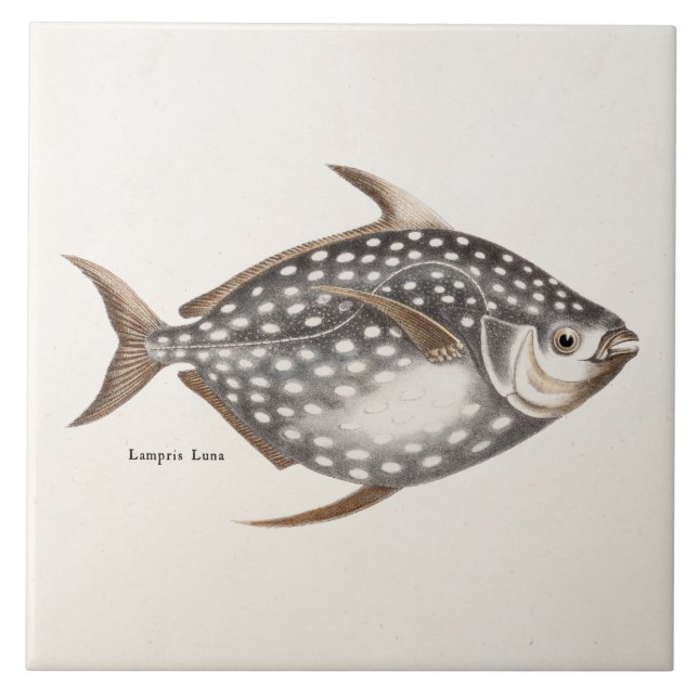Lampris velho Luna dos peixes do Moonfish de Opah (Frente)
