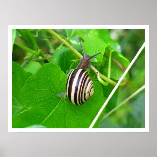 Land Snail em um Impressão Folha (Frente)