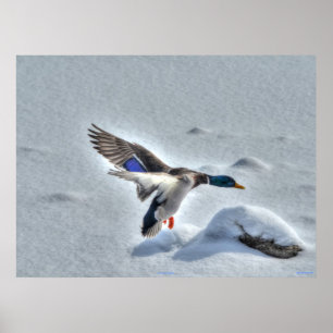 Landing Mallard Duck Wildlife Impressão