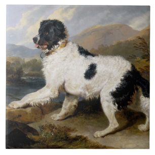 Landseer Newfoundland Dog (Black and White Animal)