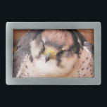 LANNER FALCON<br><div class="desc">Um design fotográfico de uma bela ave de rapina Lanner Falcon.</div>