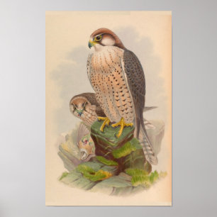 Lanner Falcon Bird Vintage Impressão