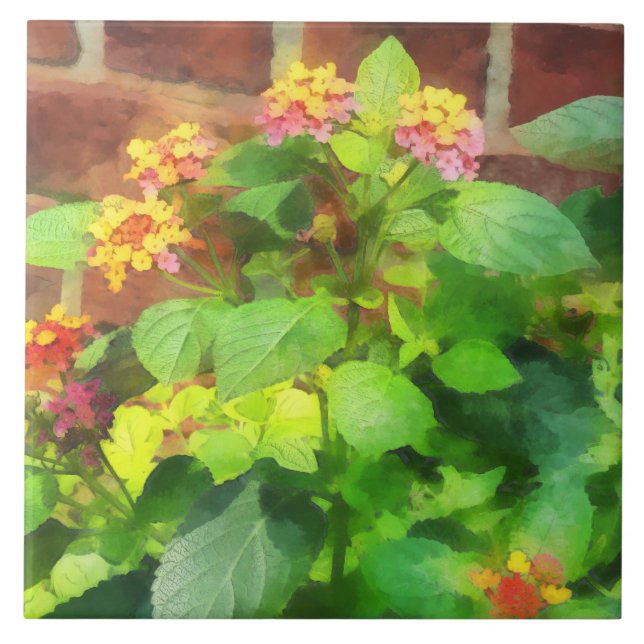 Lantana contra a parede de tijolo (Frente)