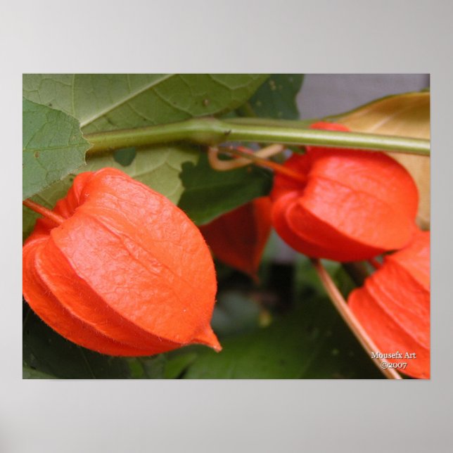 Lanterna Chinesa Poster (Frente)