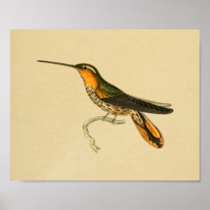 Laranja 1830 do impressão do colibri do vintage