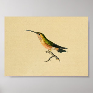 Laranja 1830 do verde do impressão do colibri do