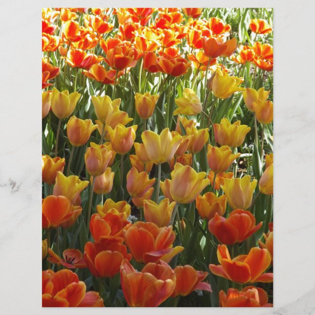 Laranja-&-Amarelo-Tulips.jpg (Frente)