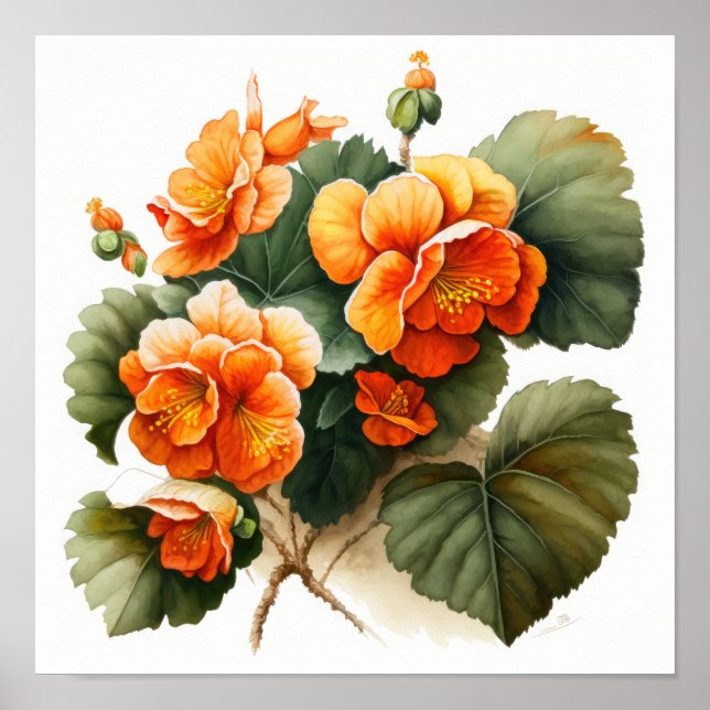 Laranja Begonias Flores Impressão (Frente)