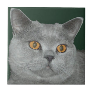 Laranja bonito azulejo Eyed do gatinho