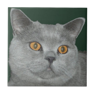 Laranja bonito azulejo Eyed do gatinho