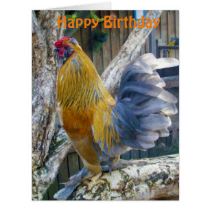 Laranja Fluffy Proud Rooster, Cartão de Aniversári