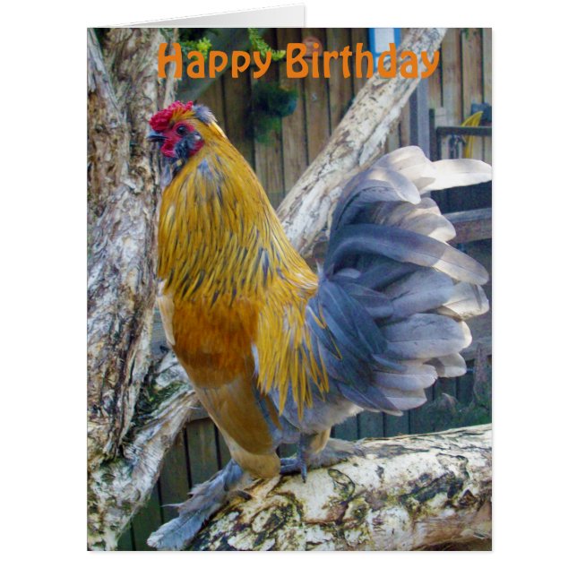 Laranja Fluffy Proud Rooster, Cartão de Aniversári (Frente)