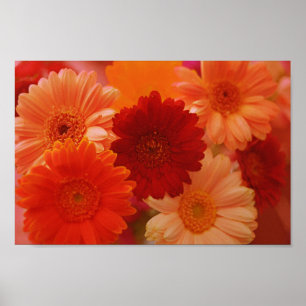 Laranja Gerbera Daisy Flowers Impressão