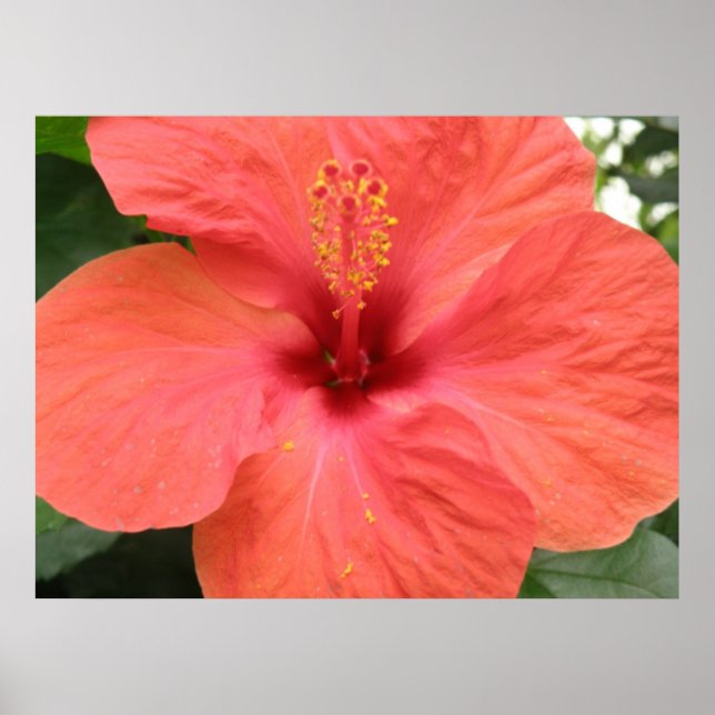 Laranja Hibiscus Flower Macro Impressão (Frente)