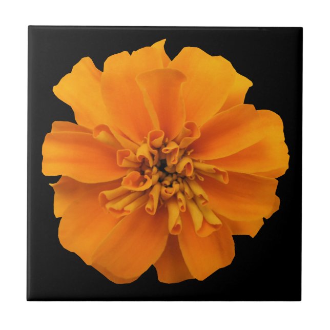 Laranja Marigold Flor em Preto (Frente)