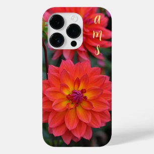 Laranja, Vermelho, Flor Amarelo Dahlia