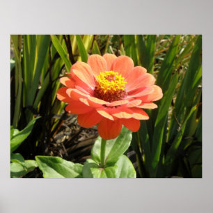 Laranja Zinnia Impressão