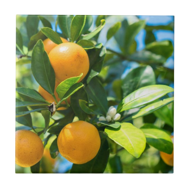 Laranjeira Frutífera (Frente)
