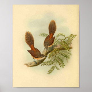 Larat Fantail Flycatcher Red Bird Impressão
