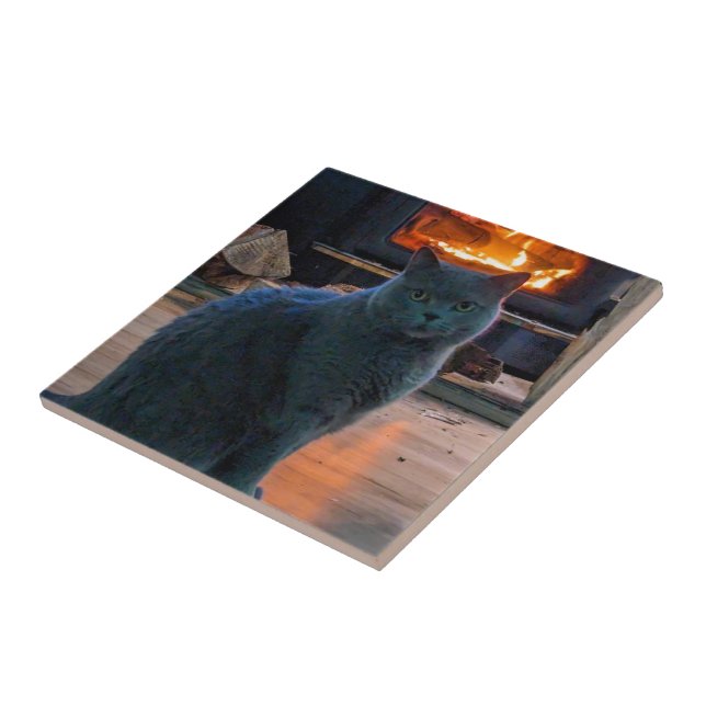 Lareira de Gatinho de Shorthair (Lateral)