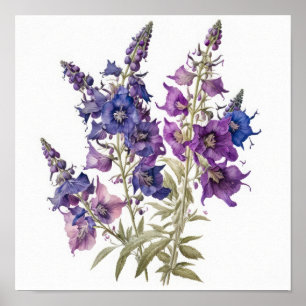 Larkspur Flower Impressão