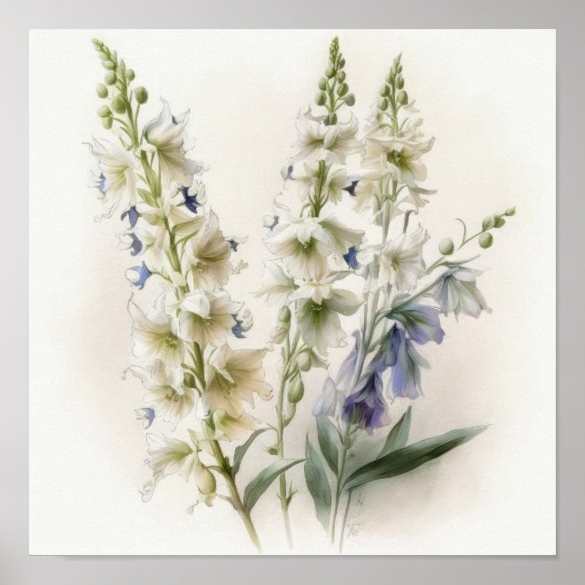 Larkspur Impressão (Frente)