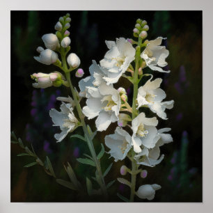 Larkspur Impressão