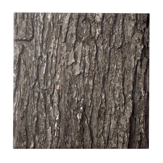 Latido de árvore grosso (Frente)