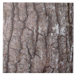 Latido de Sourwood